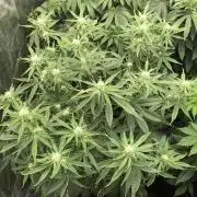 Acapulco Gold (auto) SeedSupreme Indoor