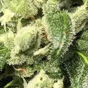 Big Jack Auto Outdoor Spring 26'
