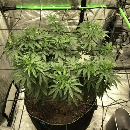 Gorilla Melon Fast Buds Indoor Fall
