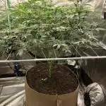 Witches Wedding Seedman Indoor Fall