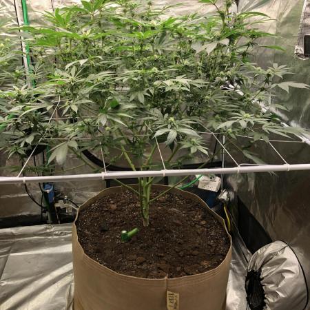 Witches Wedding Seedman Indoor Fall