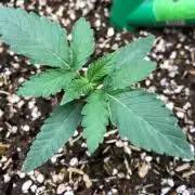 Big Berry Boom Boom Sensi Indoor Fall
