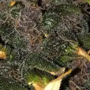 LSD-25 Auto Fast Buds Indoor Spring 26