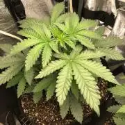 Karate Kid Sensi Indoor Fall