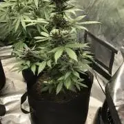 LSD-25 Auto Fast Buds Indoor Spring 26
