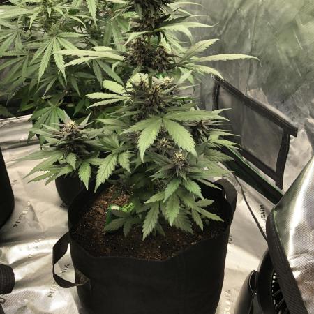 LSD-25 Auto Fast Buds Indoor Spring 26