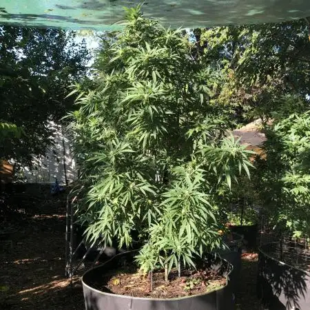 Seedsman OG Kush First Outdoor