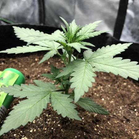 LSD-25 Auto Fast Buds Indoor Spring 26