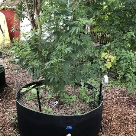 Seedsman Peyote Gorilla First Outdoor