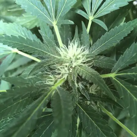 Seedsman Peyote Gorilla First Outdoor