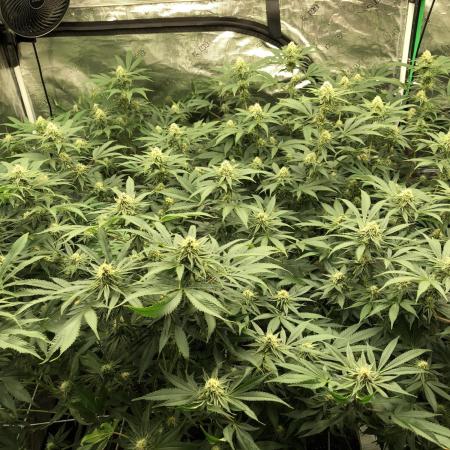 Purple Punch 00 Indoor Scrog Fall