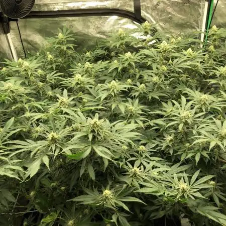 Purple Punch 00 Indoor Scrog Fall