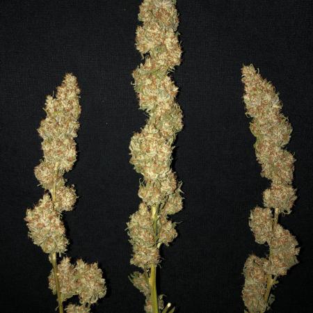 Critical Purple Kush Seedsman Indoor