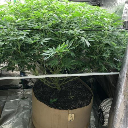 Sweet Seeds Green Poison Indoor 4x4