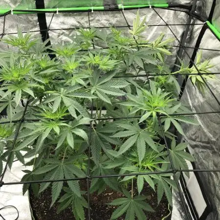 Euphoria Divine Seeds Indoor Fall