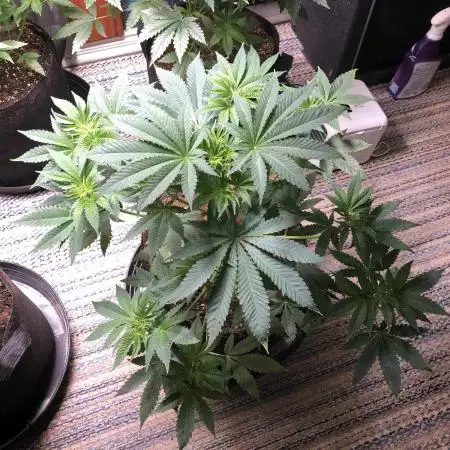Purple Punch 00 Indoor Scrog Fall