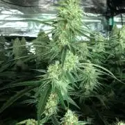 Critical Purple Kush Seedsman Indoor