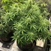 Neville's Haze Auto Spliff Seeds Indoor