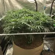 Critical Purple Kush Seedsman Indoor