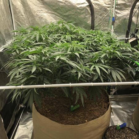 Critical Purple Kush Seedsman Indoor