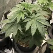 Silver Widow Kannabaia Indoor Summer