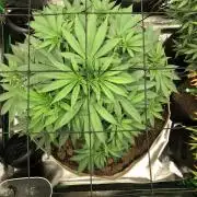 Karibbean Mango Indoor Spring 26
