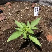 Maui Wowie Auto Outdoor Spring 26'