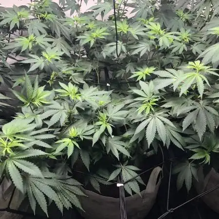 Divine Seeds Candy Indoor Summer