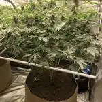 Witches Wedding Seedman Indoor Fall