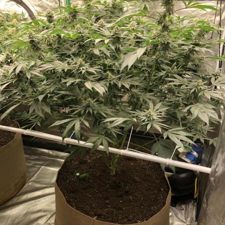 Witches Wedding Seedman Indoor Fall