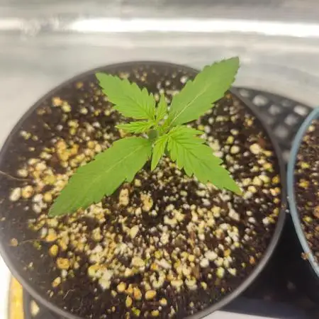 Seedsman - Zkittlez Auto