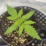 Seedsman - Zkittlez Auto