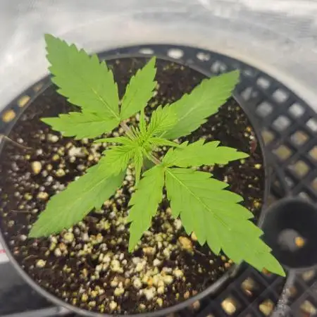 Seedsman - Zkittlez Auto