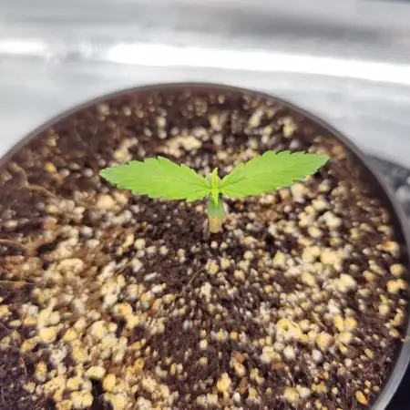 Seedsman - Zkittlez Auto