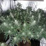 GORILLA ZKITTLEZ 1.2M WIDE BEAST 