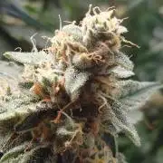 RQS F1's Orion and Milky way frosty pics