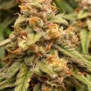 RQS F1's Orion and Milky way frosty pics