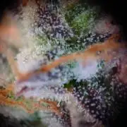 RQS F1's Orion and Milky way frosty pics