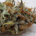 4th Grow Auto's