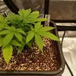 5th Grow Fastbud Autos
