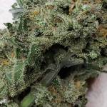 Amnesia Auto Grow#3