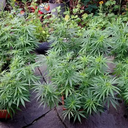 Neville's Haze balcony grow