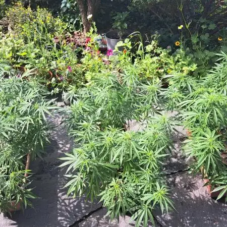 Neville's Haze balcony grow