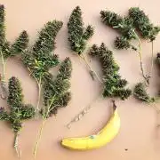 Neville's Haze balcony grow