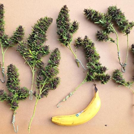 Neville's Haze balcony grow