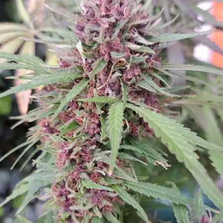Neville's Haze balcony grow