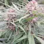 Neville's Haze balcony grow