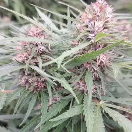 Neville's Haze balcony grow