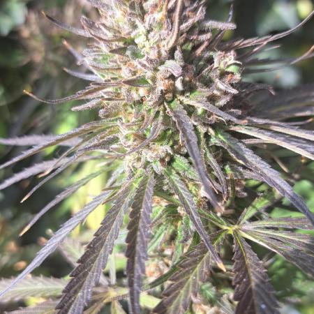 Neville's Haze balcony grow