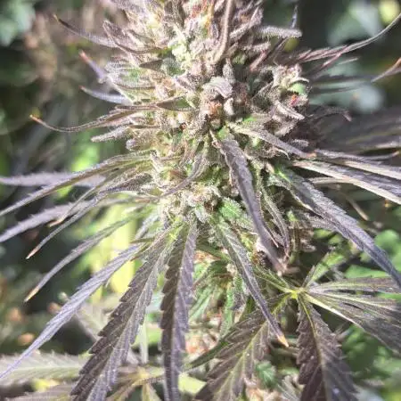 Neville's Haze balcony grow